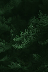 fern in the forest