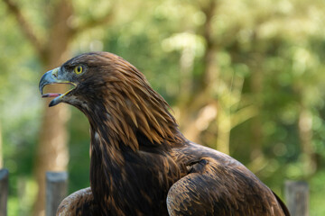 Steinadler Portrait bei Flugvorführung im Zoo