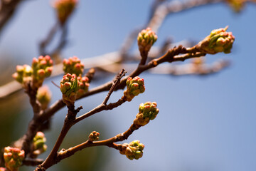 Cherry tree