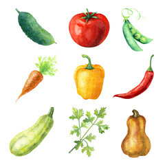 Watercolor set of vegetables: tomato, cucumber, bell pepper, chili pepper, pea, carrot, parsley, gourd, vegetable marrow