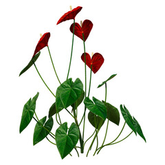 3D Rendering Tropical Flowering Anthuriums on White