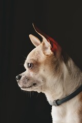 portrait of a chihuahua dog