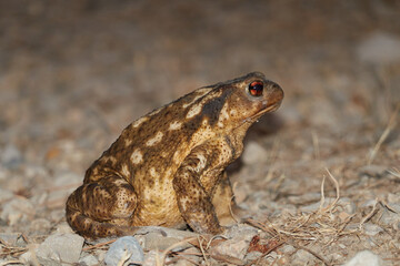 A toad along the Borosa river route in the Sierra de Cazorla, Segura and Las Villas Natural Park. Jaen. Andalusia. Spain