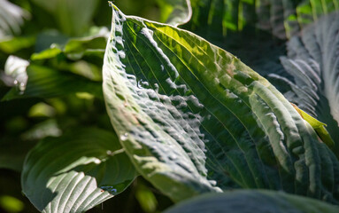 Large green leaves close-up. Hosta, a hosta plant with large leaves. Ornamental plants in the garden, hosta.