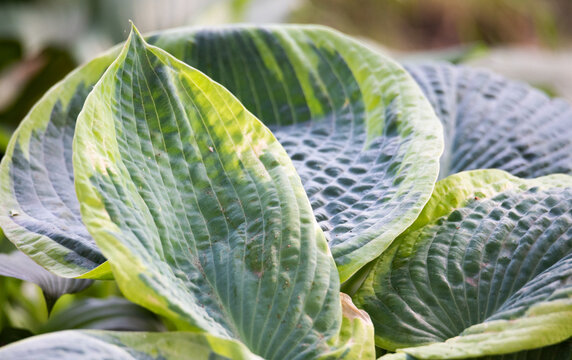 Large green leaves close-up. Hosta, a hosta plant with large leaves. Ornamental plants in the garden, hosta.