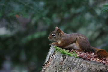 Naklejka na ściany i meble Squirrel in Kouchibouguac National Park, Canada