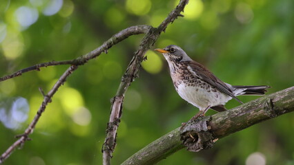 fieldfare 