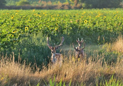 Damhirsch (Dama dama) M&auml;nnchen im Sommer