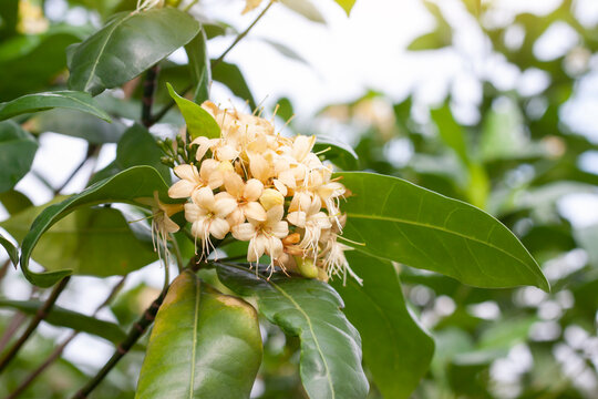 Anan or Fagraea fragrans Roxb bloom on tree in the garden with sunlight. Thai people call Kankrao is a Thai herb.