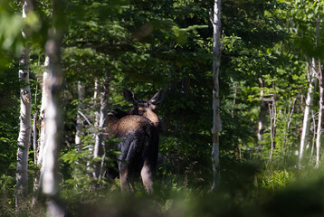 Female moose along the Mont Ernest Laforce trail, Gaspesie NP, Quebec