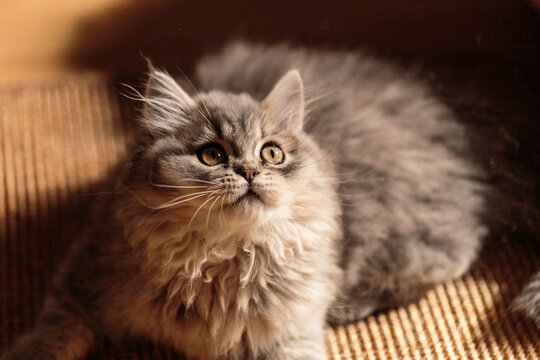 Portrait Of A Flurry British Long Hair Cat Looking Up Interested