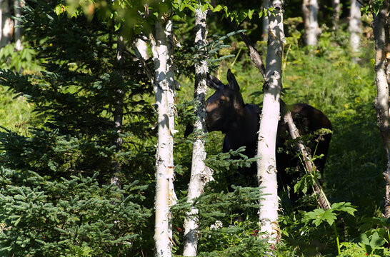 Female Moose Along The Mont Ernest Laforce Trail, Gaspesie NP, Quebec