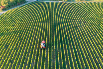 View from above of a vineyard in the Rheingau/Germany with a harvesting machine in action - obrazy, fototapety, plakaty
