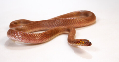 Obraz premium African House Snake // Afrikanische Hausschlange (Boaedon mentalis) 