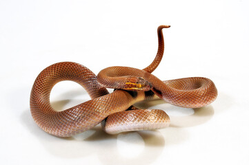 Fototapeta premium African House Snake // Afrikanische Hausschlange (Boaedon mentalis) 