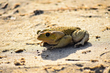 frog on the sand