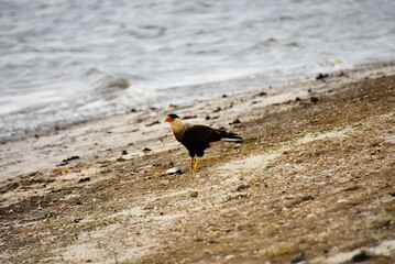 bird on the beach