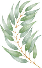 Watercolor eucalyptus leaves and branch