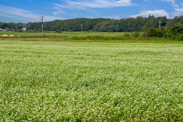 ソバの花畑