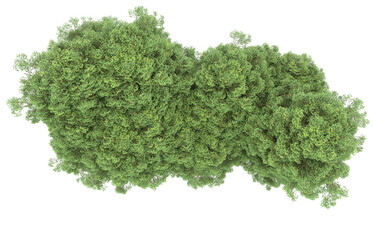 Obraz premium Forest on transparent background. 3d rendering - illustration