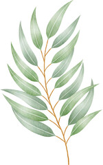 Watercolor eucalyptus leaves and branch