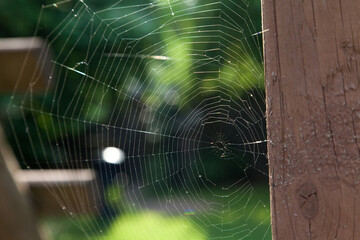 spider web in the morning