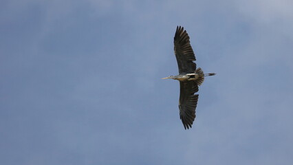 Gray heron
