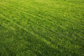 Green grass close-up. cut green juicy lawn. Alpine meadow densely overgrown with grass. Field of grass in perspective