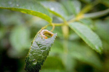 close up of a caterpillar on a leaf