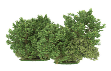 Obraz premium Forest on transparent background. 3d rendering - illustration