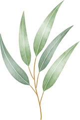 Watercolor eucalyptus leaves and branch
