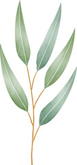 Watercolor eucalyptus leaves and branch