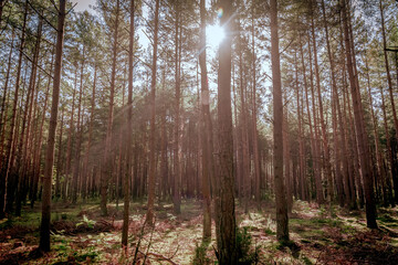 Obraz premium morning in the woods