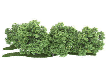 Obraz premium Forest on transparent background. 3d rendering - illustration