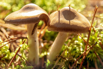 mushroom in the forest