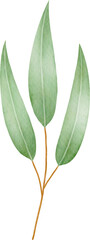 Watercolor eucalyptus leaves and branch