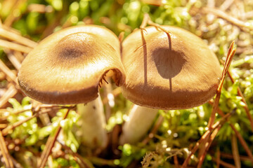 mushrooms in the forest