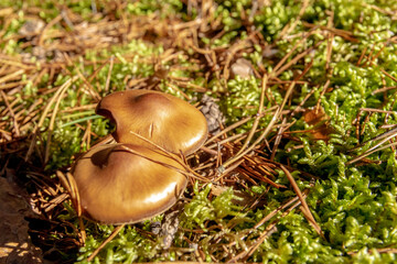 mushroom in the grass