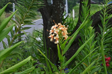 Obraz premium Ginger lily flowers. Zingiberaceae tropical plants. Flowering season is from July to November.