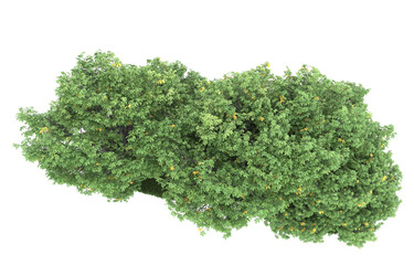Obraz premium Forest on transparent background. 3d rendering - illustration