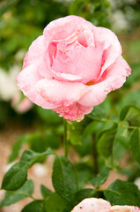 Fresh rose in the garden, white and pink with green leaves, blooms in the garden