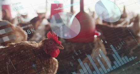Animation of financial data processing over chickens at farm - Powered by Adobe
