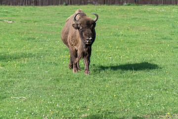 bison in the field