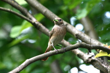 bird, ptak © Tomasz