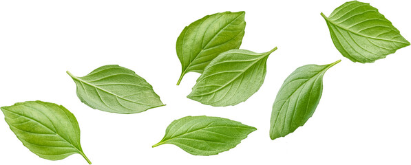 Basil leaves isolated 