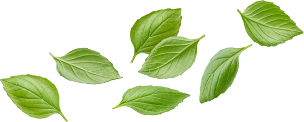 Basil leaves isolated 