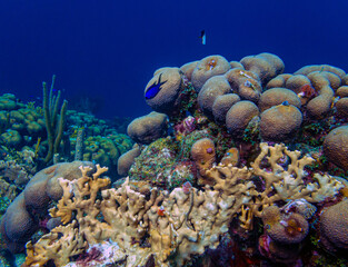 Obraz na płótnie Canvas Caribbean coral garden