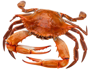 Cooked blue crab isolated