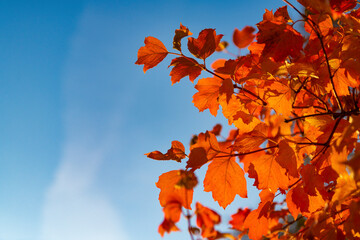 orange autumn leaves on branch. orange autumn leaves. autumn season with orange leaves. copy space