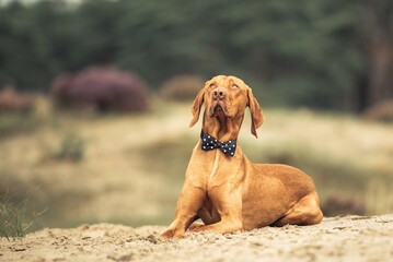 Magyar Vizsla - Wischler mit Fliege-Stoffband